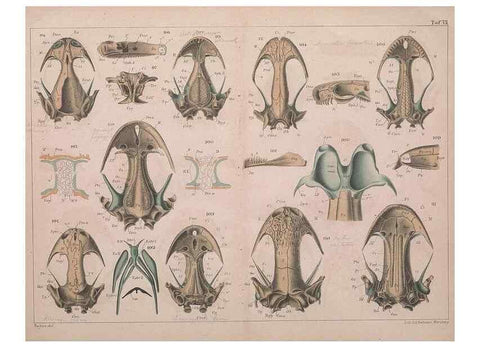 Reproducción/Reproduction 49814316038: Das kopfskelet der urodelen;. Leipzig,W. Engelmann,1877.. 