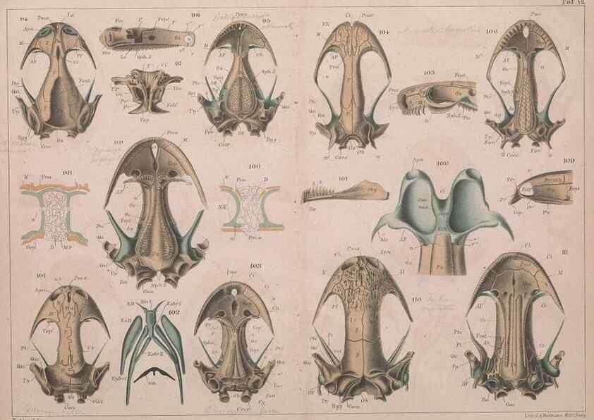 Reproducción/Reproduction 49814316038: Das kopfskelet der urodelen;. Leipzig,W. Engelmann,1877.. 