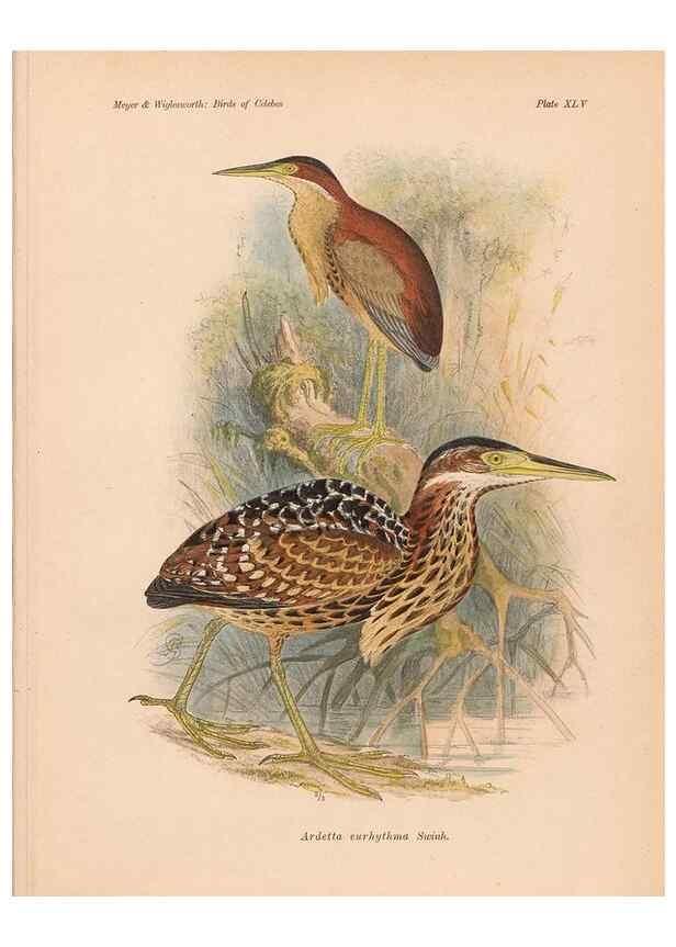 Reproducción/Reproduction 49815032677: The birds of Celebes and the neighbouring islands /. Berlin :R. Friedländer & Sohn,1898.. 