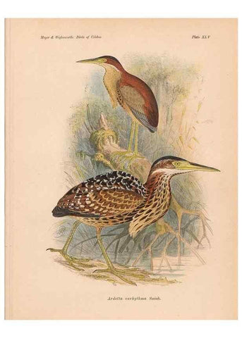 Reproducción/Reproduction 49815032677: The birds of Celebes and the neighbouring islands /. Berlin :R. Friedländer & Sohn,1898.. 
