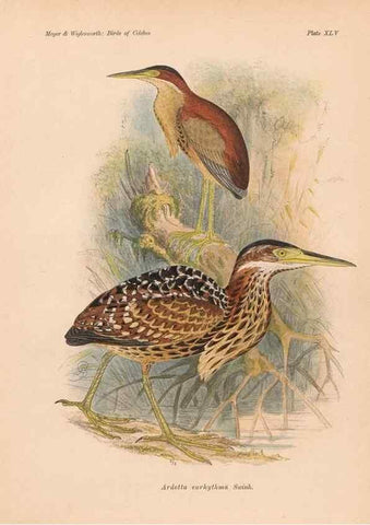Reproducción/Reproduction 49815032677: The birds of Celebes and the neighbouring islands /. Berlin :R. Friedländer & Sohn,1898.. 