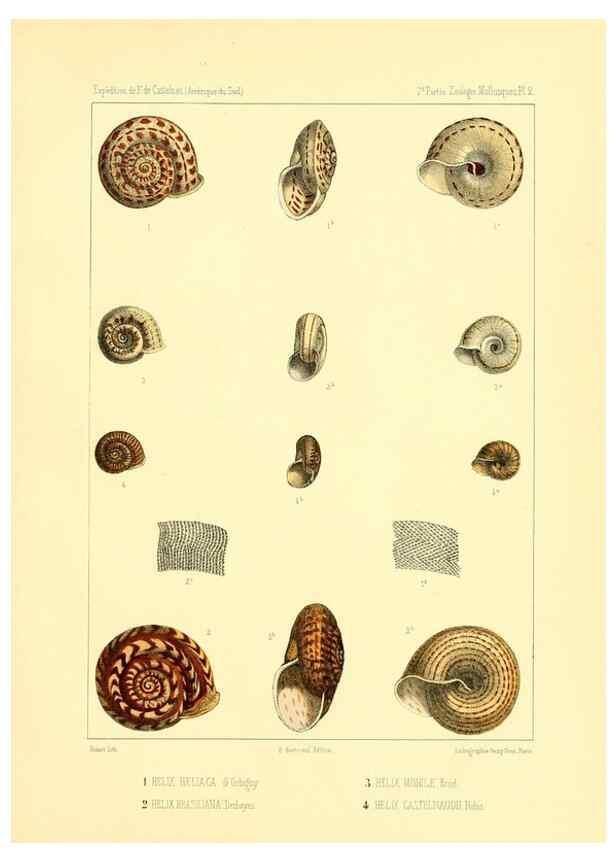 Reproducción/Reproduction 49814708227: Expédition dans les parties centrales de l'Amérique du Sud. Paris :Chez P. Bertrand,1850-1859.. 