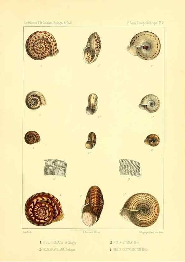 Reproducción/Reproduction 49814708227: Expédition dans les parties centrales de l'Amérique du Sud. Paris :Chez P. Bertrand,1850-1859.. 