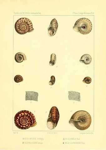 Reproducción/Reproduction 49814708227: Expédition dans les parties centrales de l'Amérique du Sud. Paris :Chez P. Bertrand,1850-1859.. 