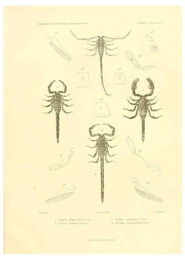 Reproducción/Reproduction 49814398536: Expédition dans les parties centrales de l'Amérique du Sud. Paris :Chez P. Bertrand,1850-1859.. 