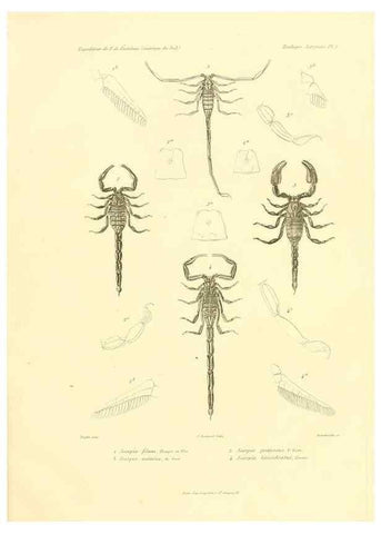 Reproducción/Reproduction 49814398536: Expédition dans les parties centrales de l'Amérique du Sud. Paris :Chez P. Bertrand,1850-1859.. 