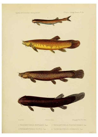 Reproducción/Reproduction 49814291031: Expédition dans les parties centrales de l'Amérique du Sud. Paris :Chez P. Bertrand,1850-1859.. 