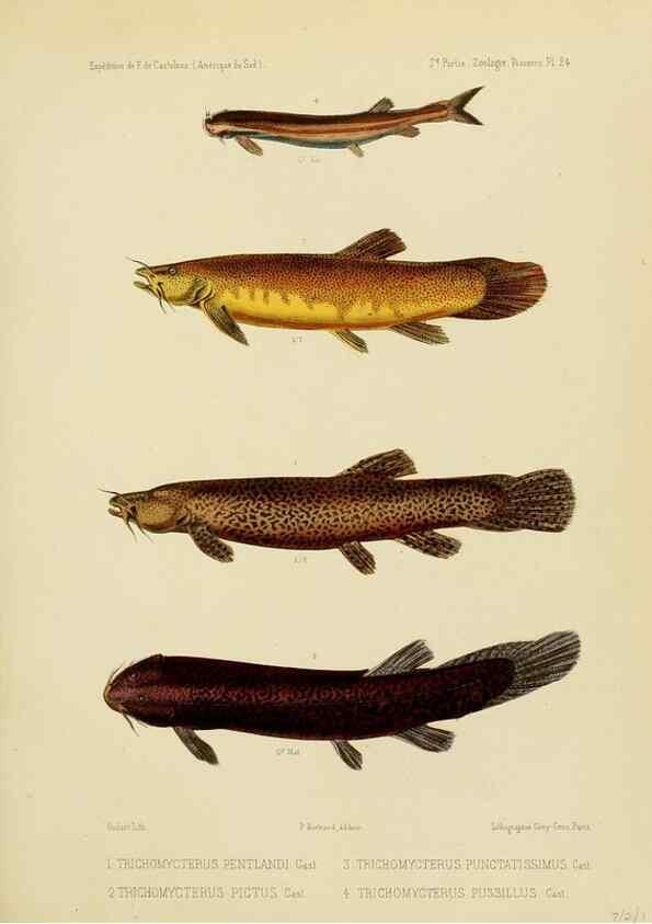 Reproducción/Reproduction 49814291031: Expédition dans les parties centrales de l'Amérique du Sud. Paris :Chez P. Bertrand,1850-1859.. 