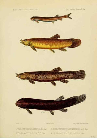 Reproducción/Reproduction 49814291031: Expédition dans les parties centrales de l'Amérique du Sud. Paris :Chez P. Bertrand,1850-1859.. 