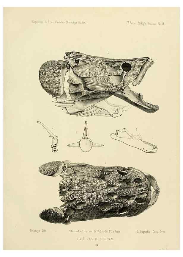 Reproducción/Reproduction 49813754448: Expédition dans les parties centrales de l'Amérique du Sud. Paris :Chez P. Bertrand,1850-1859.. 