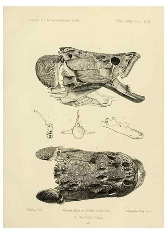Reproducción/Reproduction 49813754448: Expédition dans les parties centrales de l'Amérique du Sud. Paris :Chez P. Bertrand,1850-1859.. 