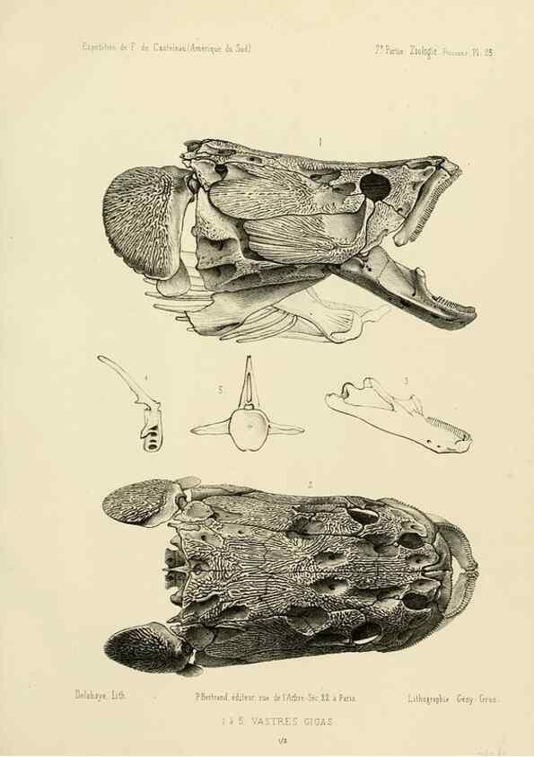 Reproducción/Reproduction 49813754448: Expédition dans les parties centrales de l'Amérique du Sud. Paris :Chez P. Bertrand,1850-1859.. 