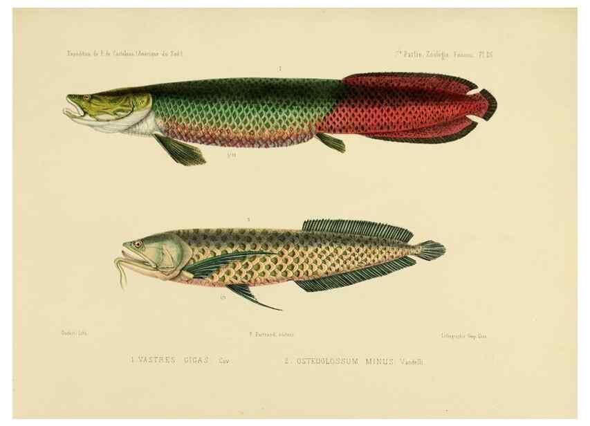 Reproducción/Reproduction 49814600797: Expédition dans les parties centrales de l'Amérique du Sud. Paris :Chez P. Bertrand,1850-1859.. 
