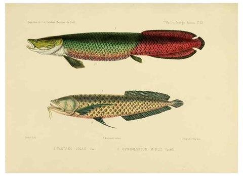 Reproducción/Reproduction 49814600797: Expédition dans les parties centrales de l'Amérique du Sud. Paris :Chez P. Bertrand,1850-1859.. 
