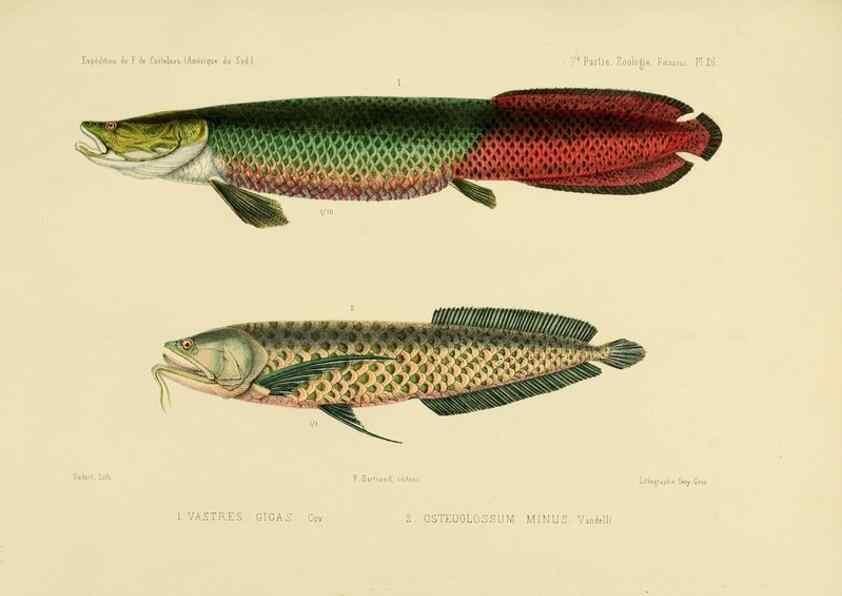 Reproducción/Reproduction 49814600797: Expédition dans les parties centrales de l'Amérique du Sud. Paris :Chez P. Bertrand,1850-1859.. 