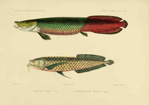 Reproducción/Reproduction 49814600797: Expédition dans les parties centrales de l'Amérique du Sud. Paris :Chez P. Bertrand,1850-1859.. 