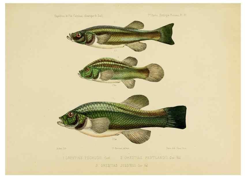 Reproducción/Reproduction 49813754913: Expédition dans les parties centrales de l'Amérique du Sud. Paris :Chez P. Bertrand,1850-1859.. 