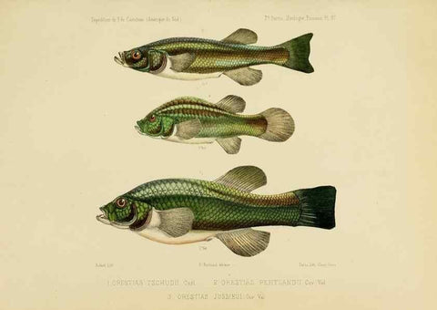 Reproducción/Reproduction 49813754913: Expédition dans les parties centrales de l'Amérique du Sud. Paris :Chez P. Bertrand,1850-1859.. 
