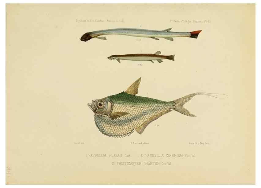 Reproducción/Reproduction 49814601412: Expédition dans les parties centrales de l'Amérique du Sud. Paris :Chez P. Bertrand,1850-1859.. 