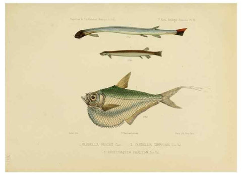 Reproducción/Reproduction 49814601412: Expédition dans les parties centrales de l'Amérique du Sud. Paris :Chez P. Bertrand,1850-1859.. 