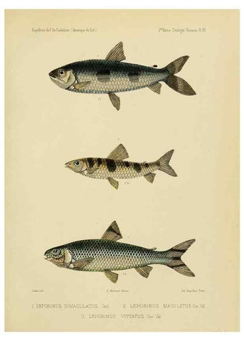 Reproducción/Reproduction 49814292501: Expédition dans les parties centrales de l'Amérique du Sud. Paris :Chez P. Bertrand,1850-1859.. 
