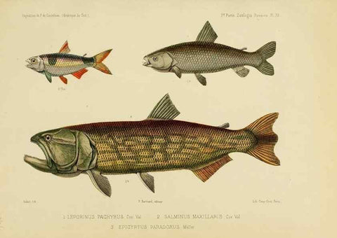 Reproducción/Reproduction 49814602027: Expédition dans les parties centrales de l'Amérique du Sud. Paris :Chez P. Bertrand,1850-1859.. 