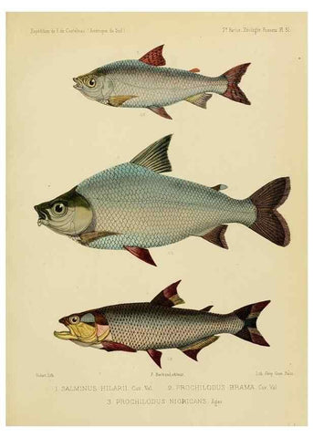 Reproducción/Reproduction 49813756213: Expédition dans les parties centrales de l'Amérique du Sud. Paris :Chez P. Bertrand,1850-1859.. 