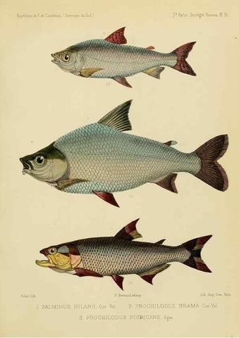 Reproducción/Reproduction 49813756213: Expédition dans les parties centrales de l'Amérique du Sud. Paris :Chez P. Bertrand,1850-1859.. 