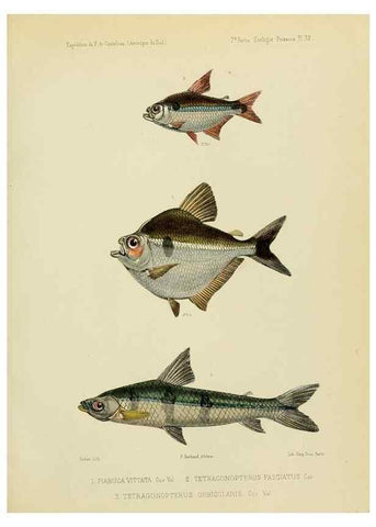 Reproducción/Reproduction 49814602787: Expédition dans les parties centrales de l'Amérique du Sud. Paris :Chez P. Bertrand,1850-1859.. 