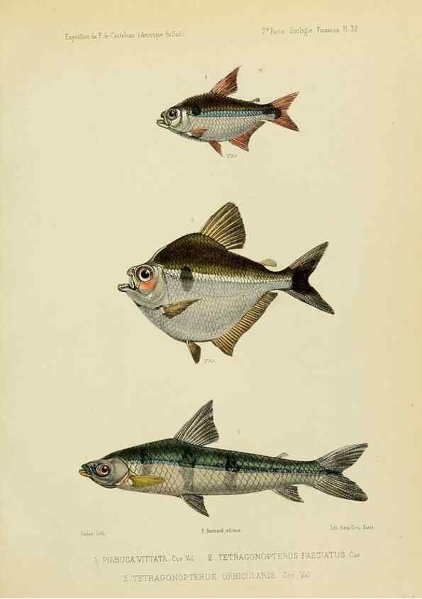 Reproducción/Reproduction 49814602787: Expédition dans les parties centrales de l'Amérique du Sud. Paris :Chez P. Bertrand,1850-1859.. 