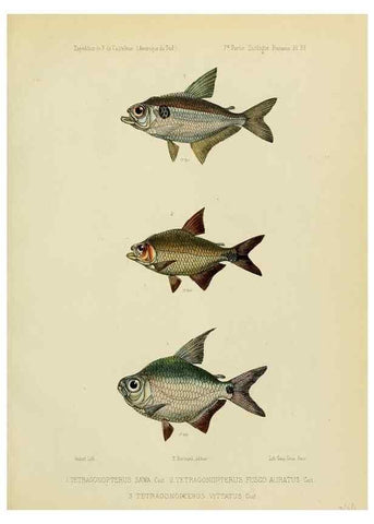 Reproducción/Reproduction 49814603117: Expédition dans les parties centrales de l'Amérique du Sud. Paris :Chez P. Bertrand,1850-1859.. 