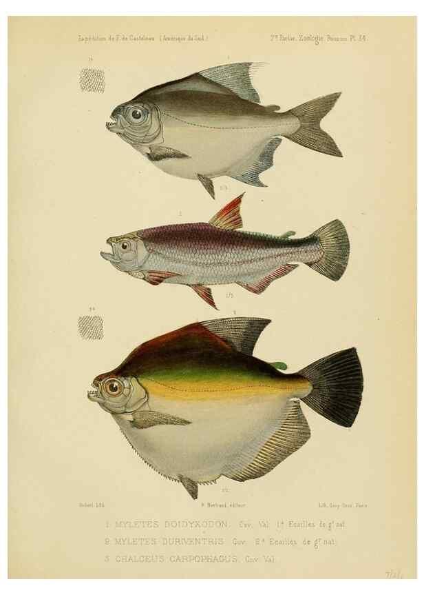 Reproducción/Reproduction 49813757248: Expédition dans les parties centrales de l'Amérique du Sud. Paris :Chez P. Bertrand,1850-1859.. 