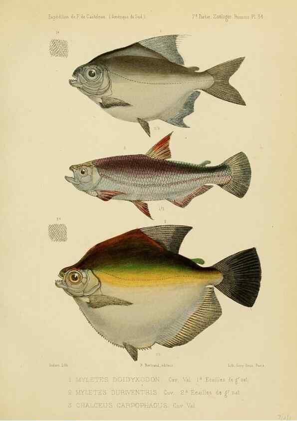 Reproducción/Reproduction 49813757248: Expédition dans les parties centrales de l'Amérique du Sud. Paris :Chez P. Bertrand,1850-1859.. 