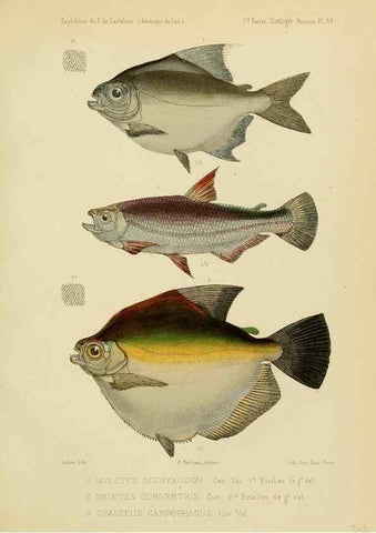 Reproducción/Reproduction 49813757248: Expédition dans les parties centrales de l'Amérique du Sud. Paris :Chez P. Bertrand,1850-1859.. 