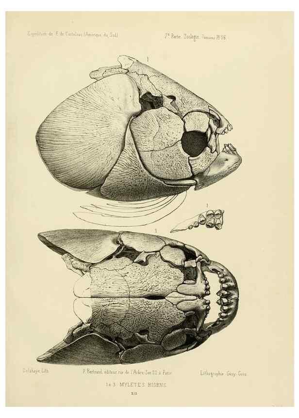 Reproducción/Reproduction 49814294521: Expédition dans les parties centrales de l'Amérique du Sud. Paris :Chez P. Bertrand,1850-1859.. 
