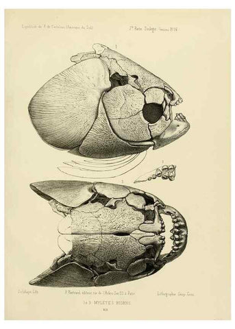 Reproducción/Reproduction 49814294521: Expédition dans les parties centrales de l'Amérique du Sud. Paris :Chez P. Bertrand,1850-1859.. 