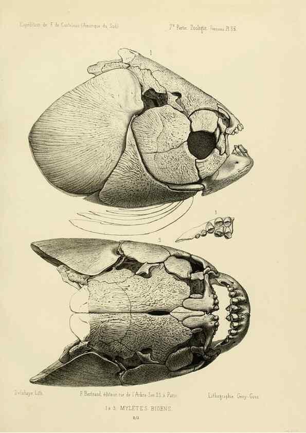 Reproducción/Reproduction 49814294521: Expédition dans les parties centrales de l'Amérique du Sud. Paris :Chez P. Bertrand,1850-1859.. 