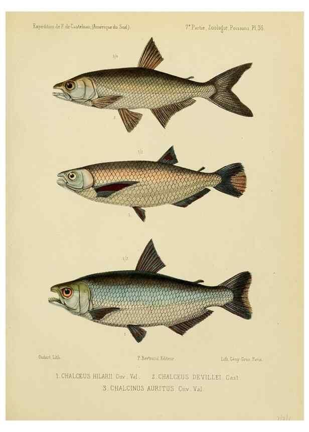 Reproducción/Reproduction 49814604037: Expédition dans les parties centrales de l'Amérique du Sud. Paris :Chez P. Bertrand,1850-1859.. 