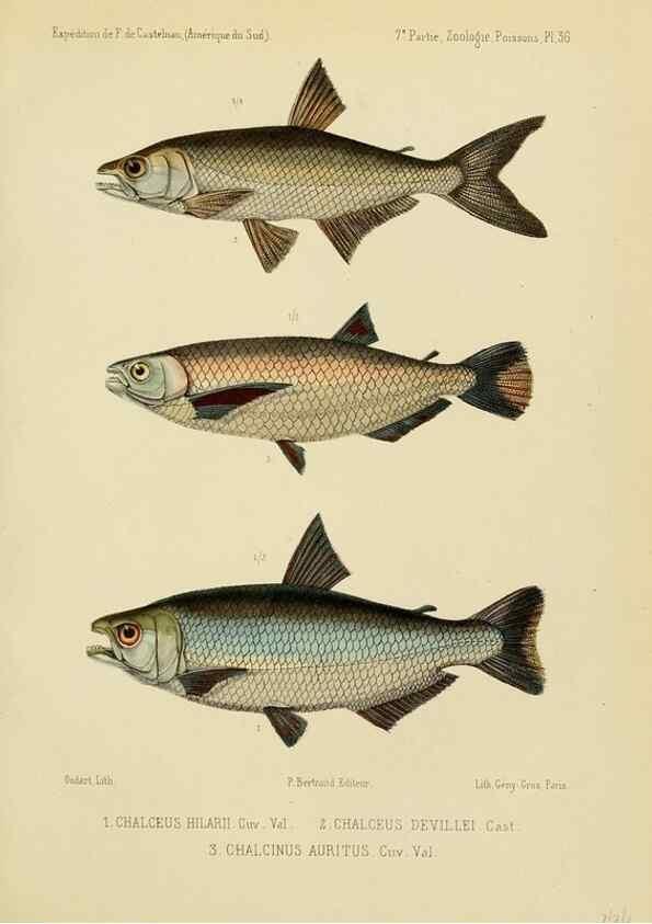 Reproducción/Reproduction 49814604037: Expédition dans les parties centrales de l'Amérique du Sud. Paris :Chez P. Bertrand,1850-1859.. 
