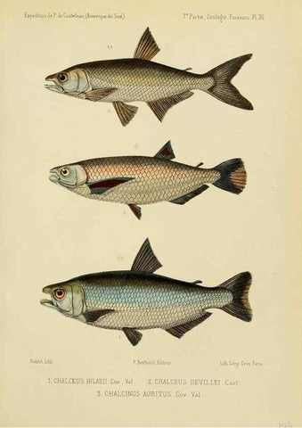 Reproducción/Reproduction 49814604037: Expédition dans les parties centrales de l'Amérique du Sud. Paris :Chez P. Bertrand,1850-1859.. 