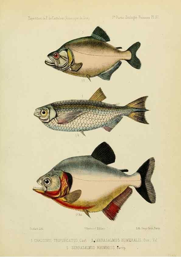 Reproducción/Reproduction 49813758283: Expédition dans les parties centrales de l'Amérique du Sud. Paris :Chez P. Bertrand,1850-1859.. 