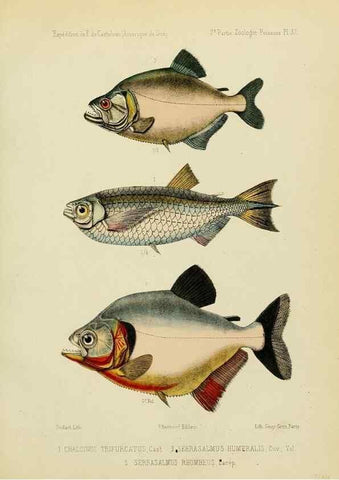 Reproducción/Reproduction 49813758283: Expédition dans les parties centrales de l'Amérique du Sud. Paris :Chez P. Bertrand,1850-1859.. 