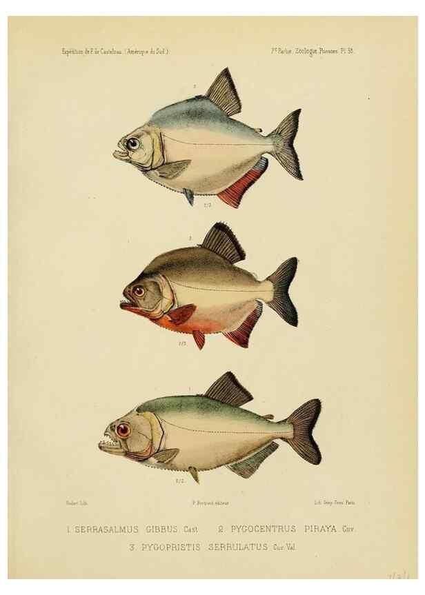 Reproducción/Reproduction 49814295496: Expédition dans les parties centrales de l'Amérique du Sud. Paris :Chez P. Bertrand,1850-1859.. 