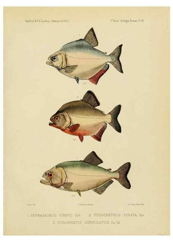 Reproducción/Reproduction 49814295496: Expédition dans les parties centrales de l'Amérique du Sud. Paris :Chez P. Bertrand,1850-1859.. 