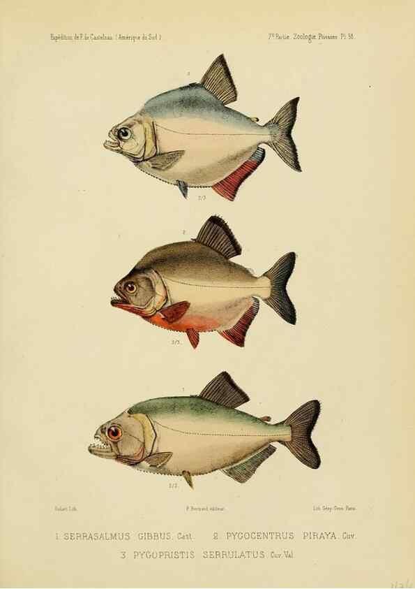 Reproducción/Reproduction 49814295496: Expédition dans les parties centrales de l'Amérique du Sud. Paris :Chez P. Bertrand,1850-1859.. 