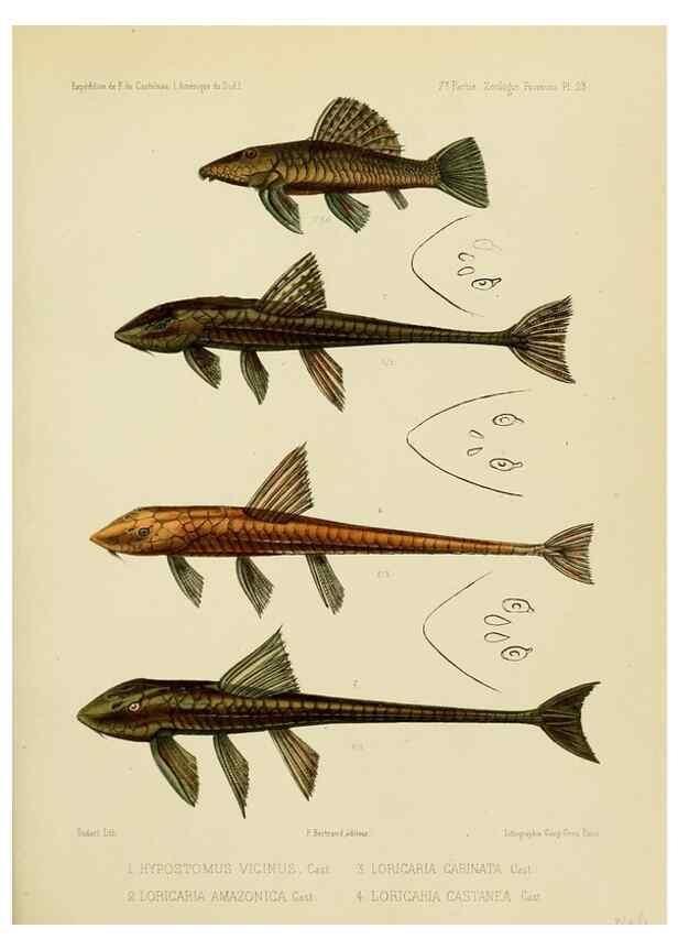 Reproducción/Reproduction 49814290786: Expédition dans les parties centrales de l'Amérique du Sud. Paris :Chez P. Bertrand,1850-1859.. 