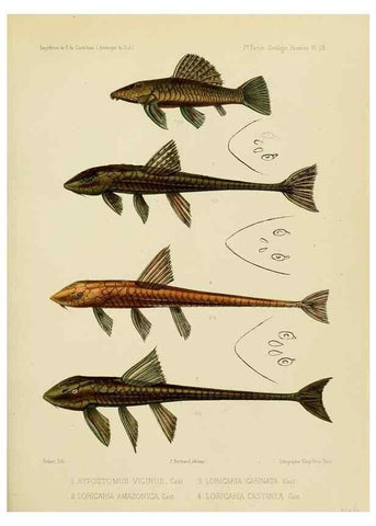Reproducción/Reproduction 49814290786: Expédition dans les parties centrales de l'Amérique du Sud. Paris :Chez P. Bertrand,1850-1859.. 