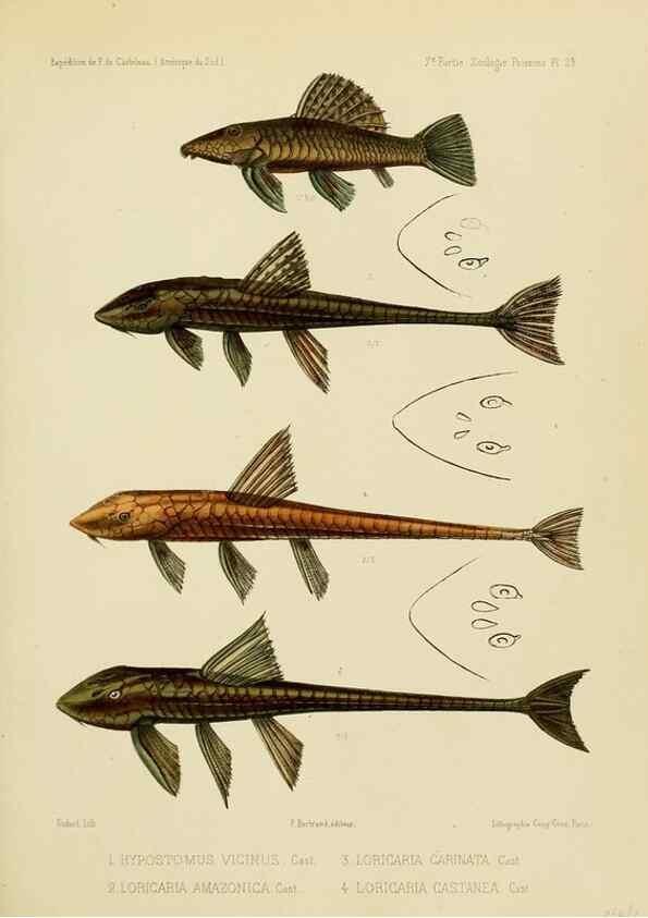 Reproducción/Reproduction 49814290786: Expédition dans les parties centrales de l'Amérique du Sud. Paris :Chez P. Bertrand,1850-1859.. 