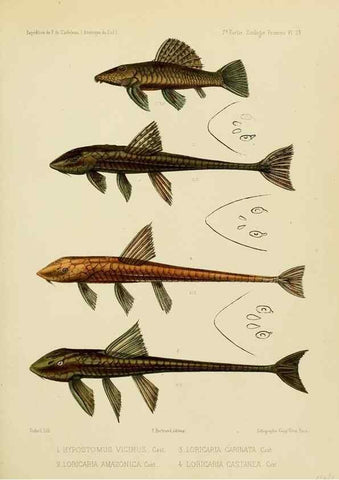 Reproducción/Reproduction 49814290786: Expédition dans les parties centrales de l'Amérique du Sud. Paris :Chez P. Bertrand,1850-1859.. 