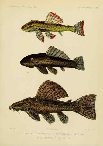 Reproducción/Reproduction 49814290476: Expédition dans les parties centrales de l'Amérique du Sud. Paris :Chez P. Bertrand,1850-1859.. 